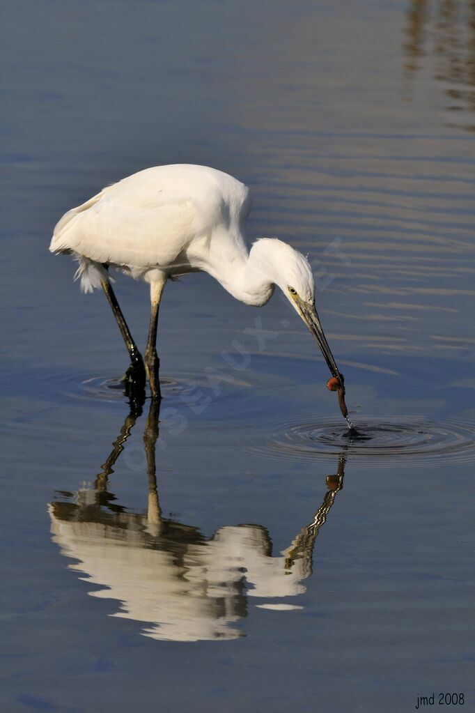 Aigrette garzette