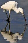 Aigrette garzette