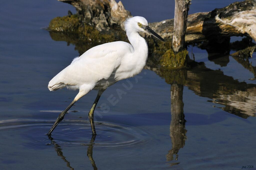 Aigrette garzette