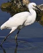 Aigrette garzette