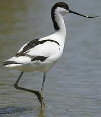 Avocette élégante