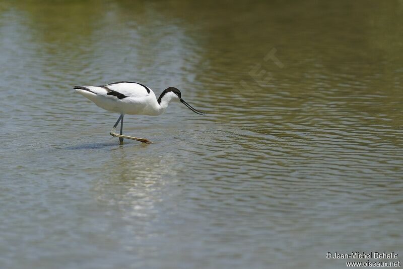 Avocette élégante