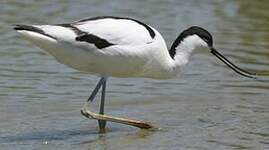 Avocette élégante