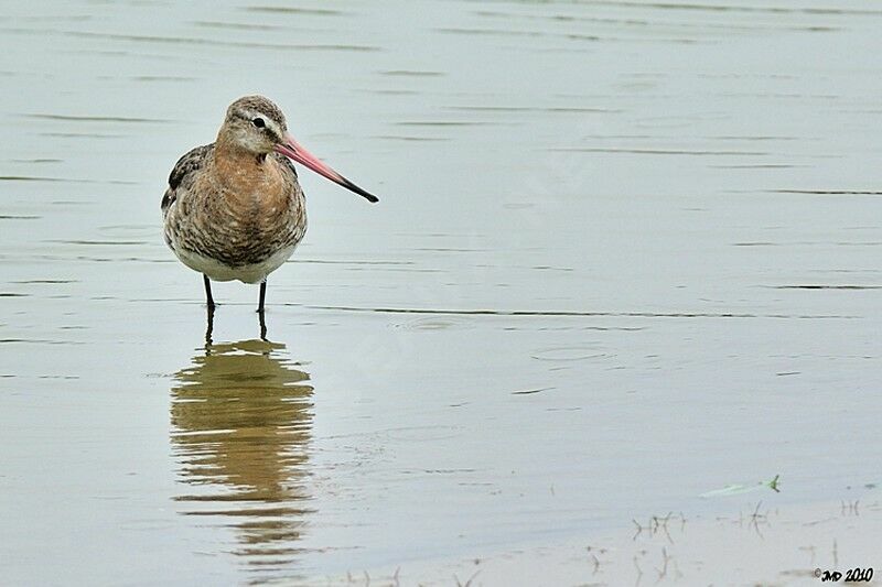 Black-tailed Godwit