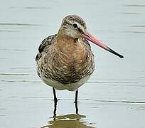 Black-tailed Godwit