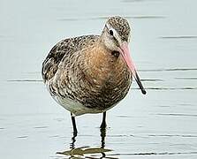 Black-tailed Godwit