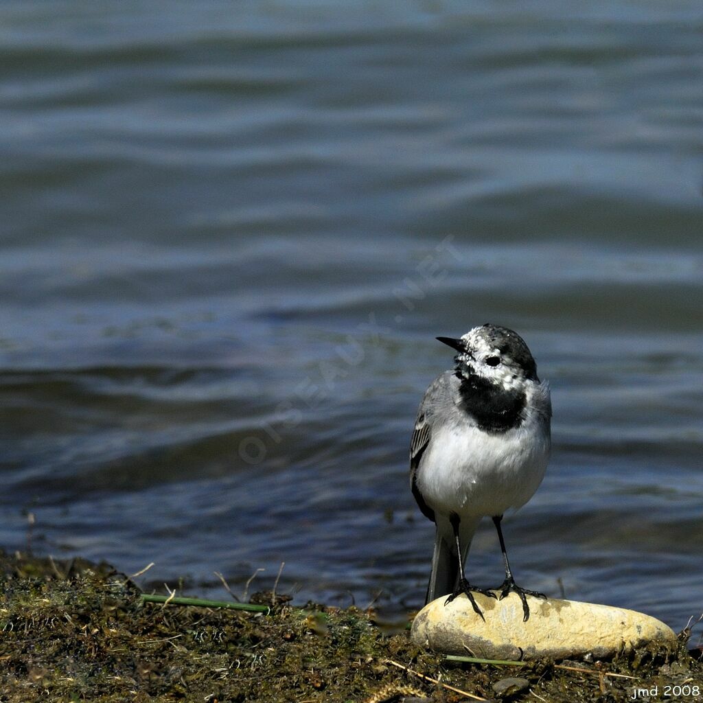 White Wagtailadult