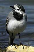 White Wagtail