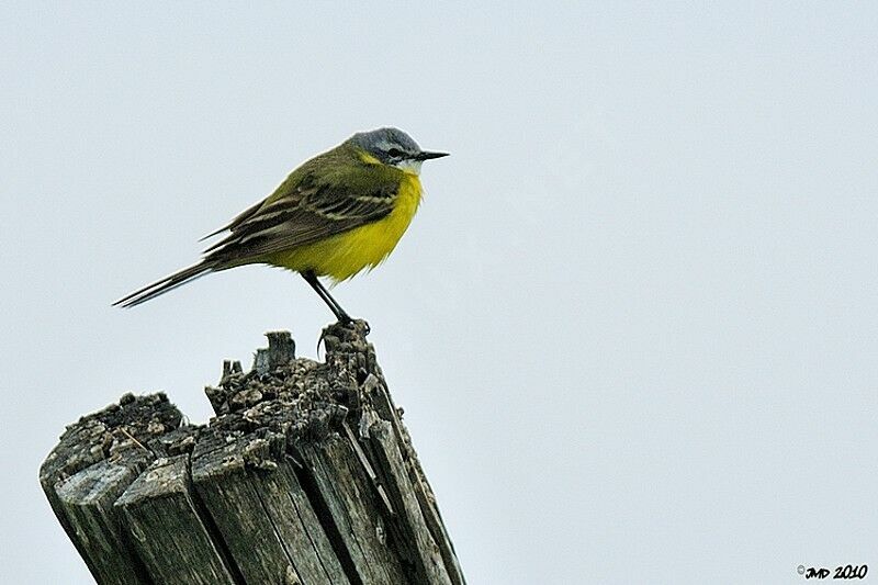 Western Yellow Wagtail