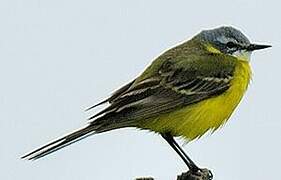 Western Yellow Wagtail