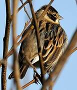 Common Reed Bunting