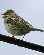 Corn Bunting