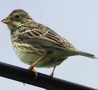 Corn Bunting