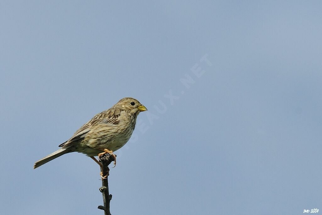 Corn Bunting, identification