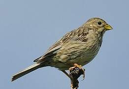 Corn Bunting