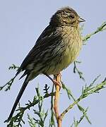 Cirl Bunting