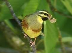 Cirl Bunting