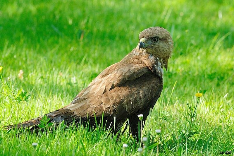 Buse variable