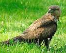 Buse variable