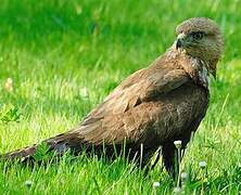 Common Buzzard