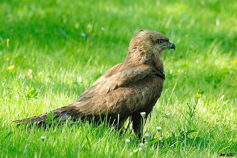 Common Buzzard