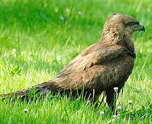 Common Buzzard