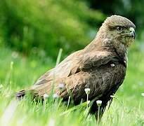 Common Buzzard