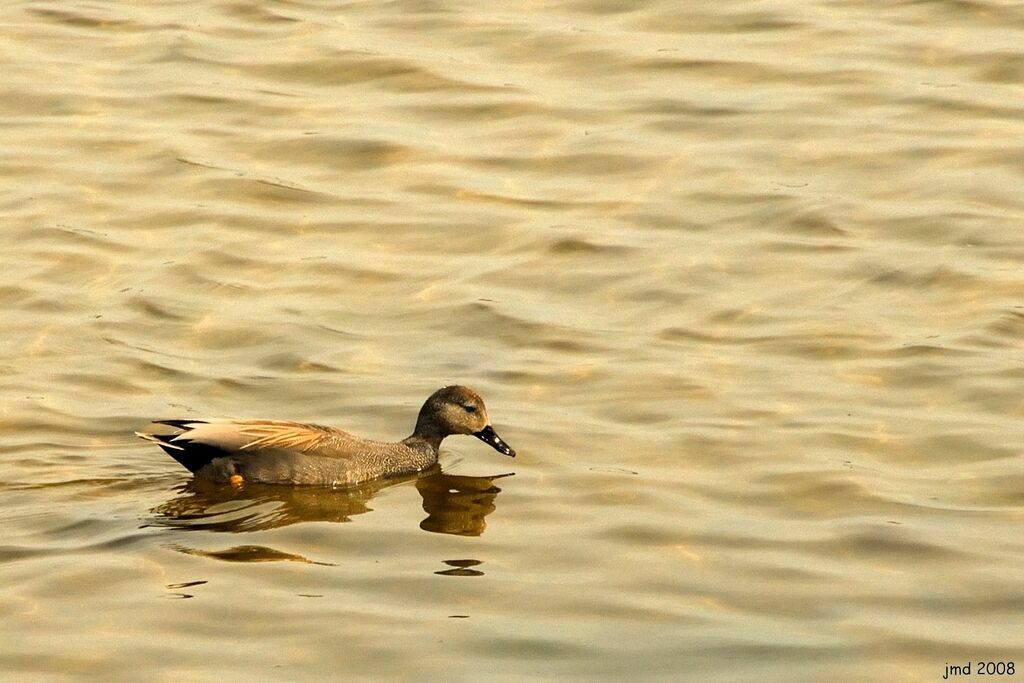 Canard chipeau mâle adulte