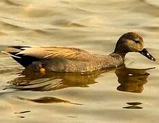 Canard chipeau