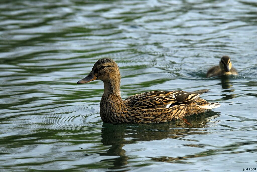 Canard colvert femelle adulte