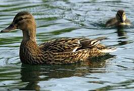 Canard colvert