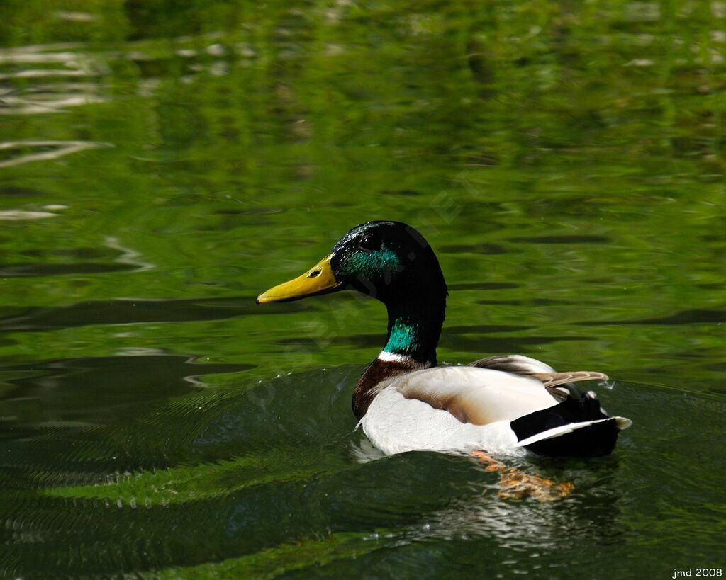 Mallard male adult