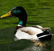 Canard colvert