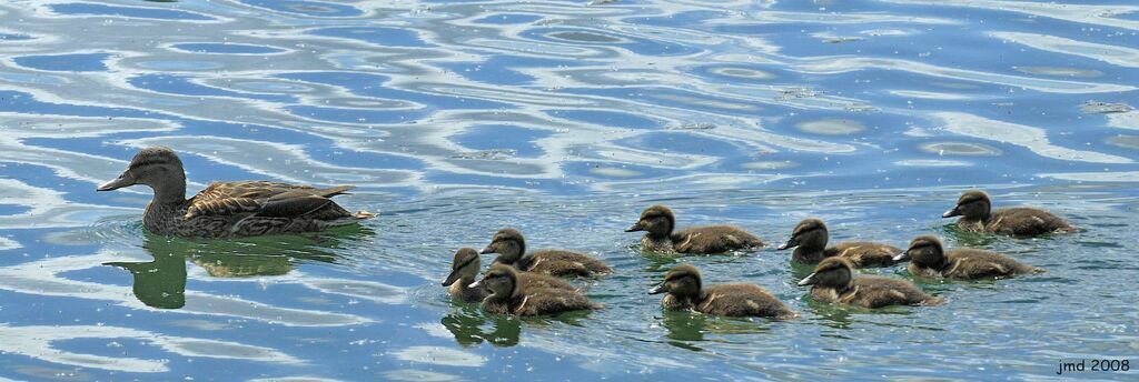 Mallard