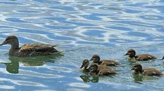 Canard colvert