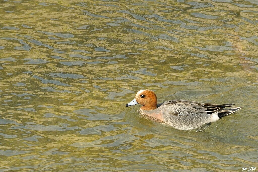 Eurasian Wigeon