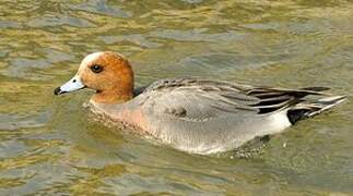 Eurasian Wigeon