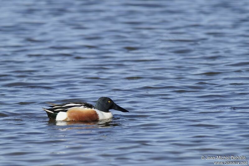 Canard souchet mâle adulte