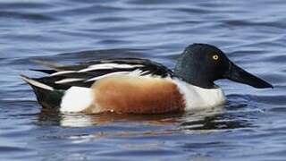 Northern Shoveler