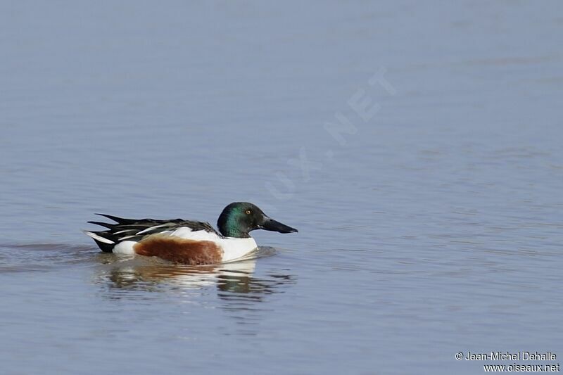 Canard souchet mâle adulte