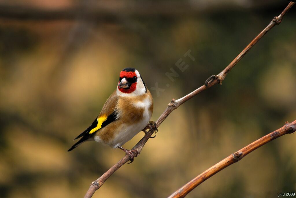 European Goldfinch male adult