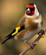 European Goldfinch