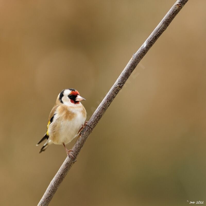 Chardonneret élégantadulte