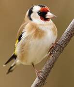 European Goldfinch