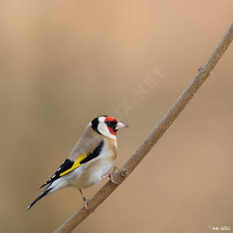 European Goldfinch