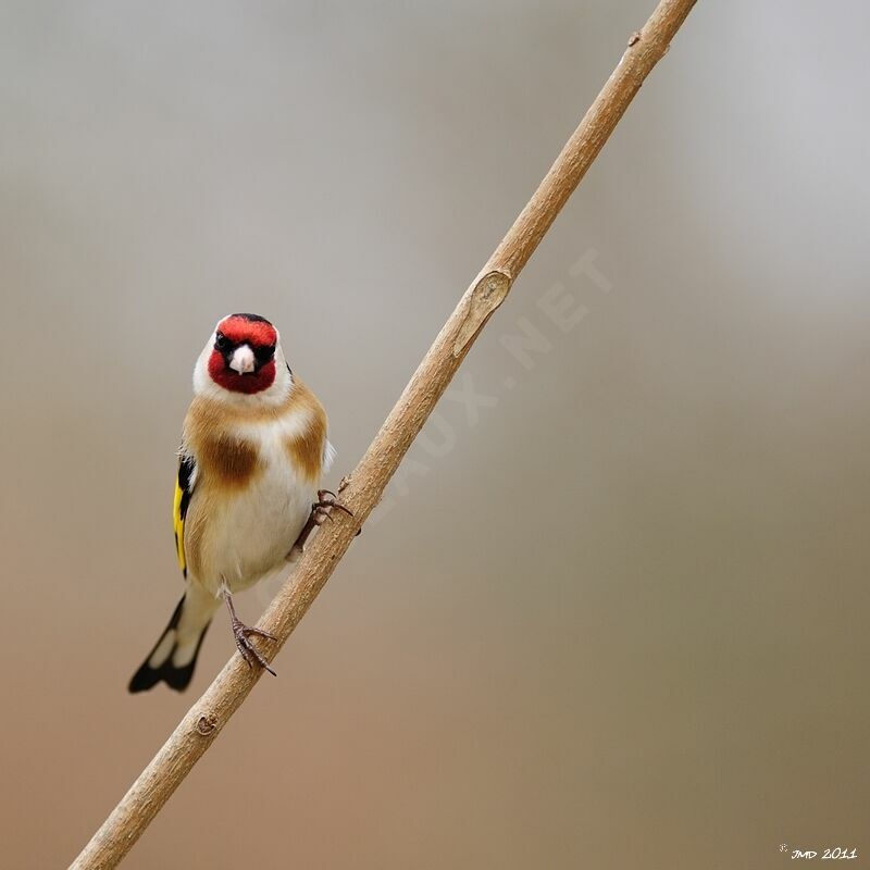 European Goldfinchadult