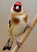 European Goldfinch