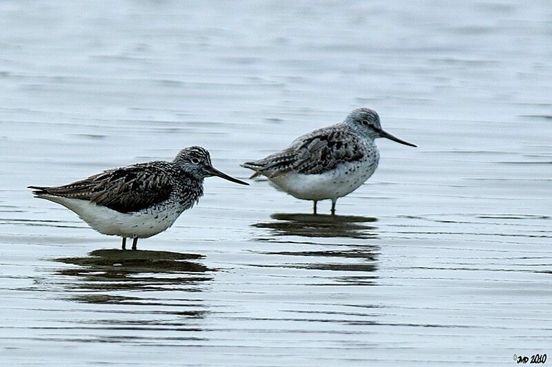 Common Greenshank