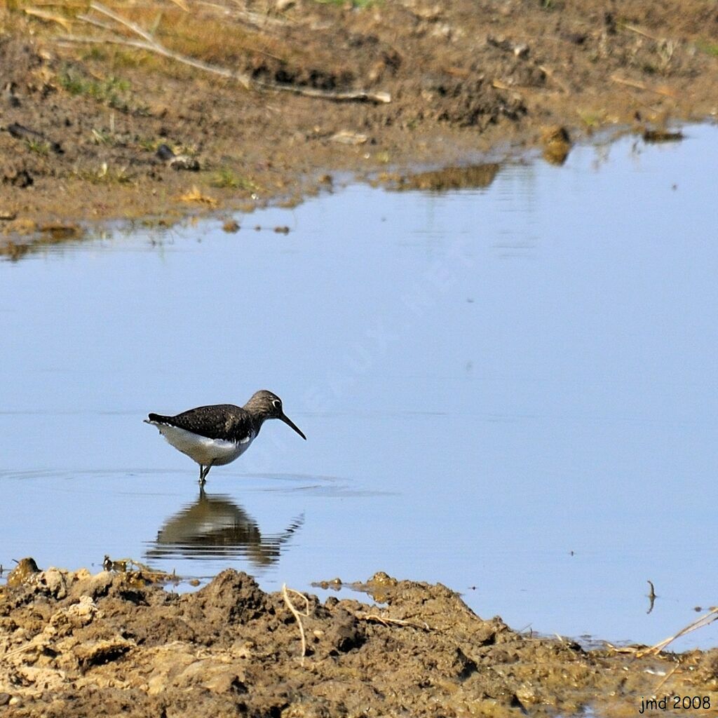 Green Sandpiperadult