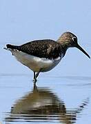 Green Sandpiper